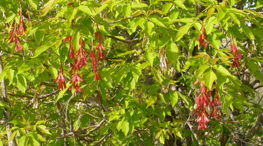 The paired winged fruits of the Boxelder Maples are typically reddish when young.