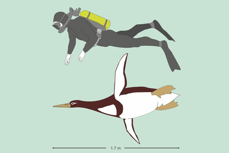 An illustration comparing the giant penguin to an average person. Kumimanu biceae weighed about 220 pounds and was a bit shorter than 6 feet in height. It swam around off the coast of New Zealand between 55 and 60 million years ago.