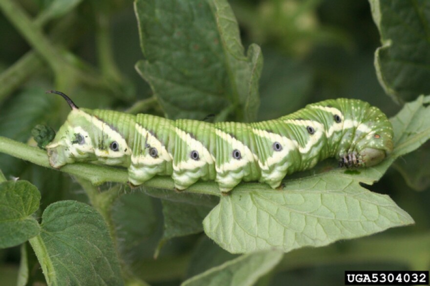 Tomato Hornworm