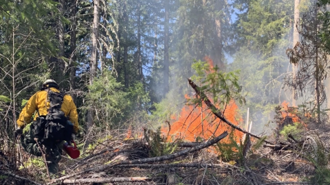 A firefighter monitors slash pile burning on the Willamette National Forest.