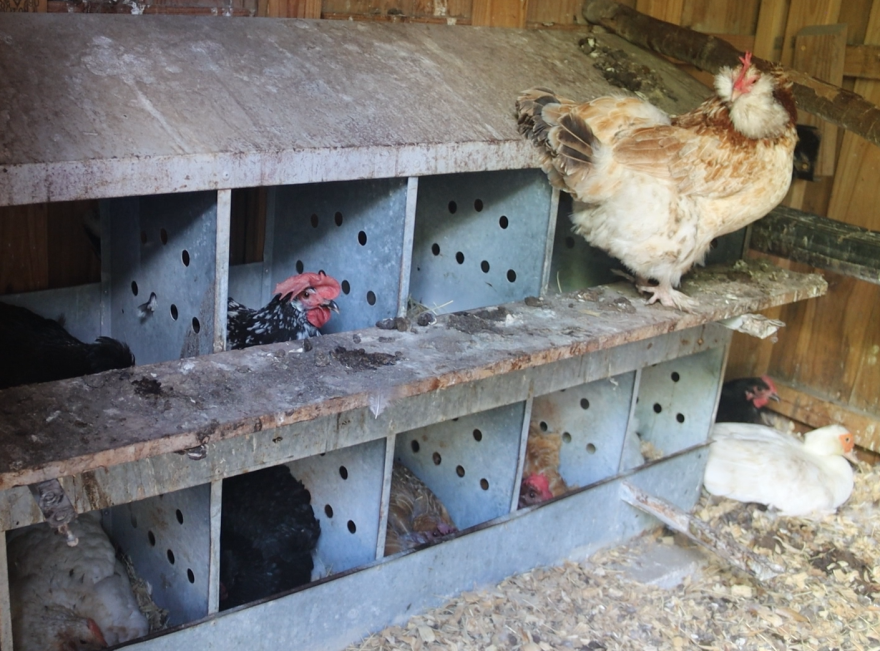 Chickens nest inside a chicken coop on Brianna Havatian’s property. She takes care of over 200 chickens. (Emily Drelick/WUFT News)