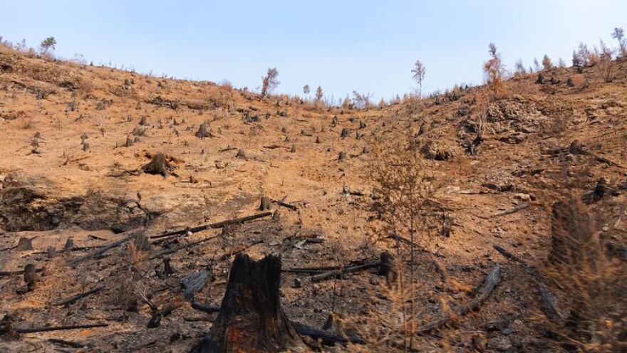 A young tree plantation on private land south of the McKenzie River did not survive the Holiday Farm Fire.