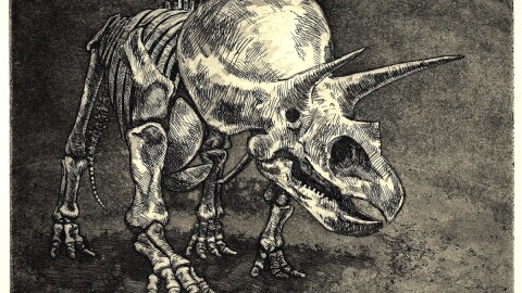 Scientists studied the bony frills in triceratops and found some interesting injuries.