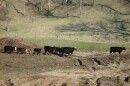 Cattle head to a barn.