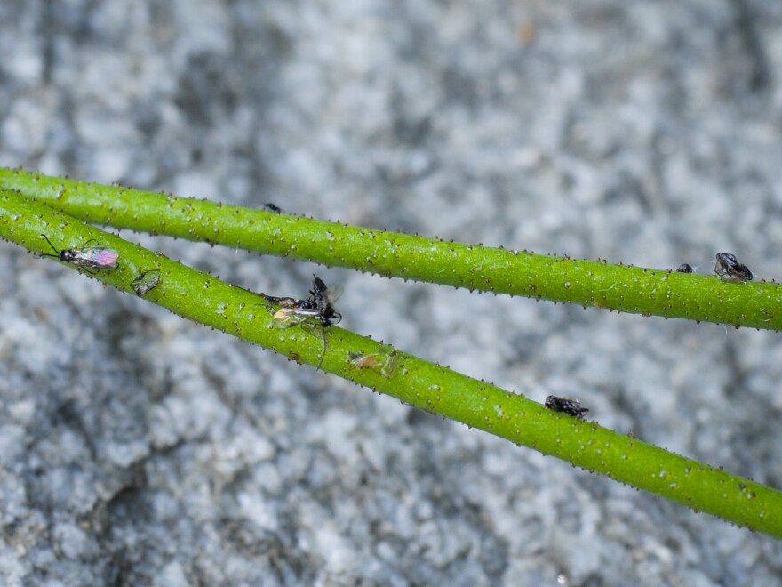 Bees, large flies and other major pollinators are likely too big to get caught by the sticky stems of <em>Triantha occidentalis, </em>researchers say. But smaller midges aren't so lucky.