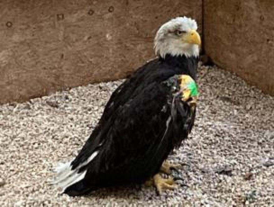 73 eagles were treated at the Wildlife Center of Virginia in 2025.