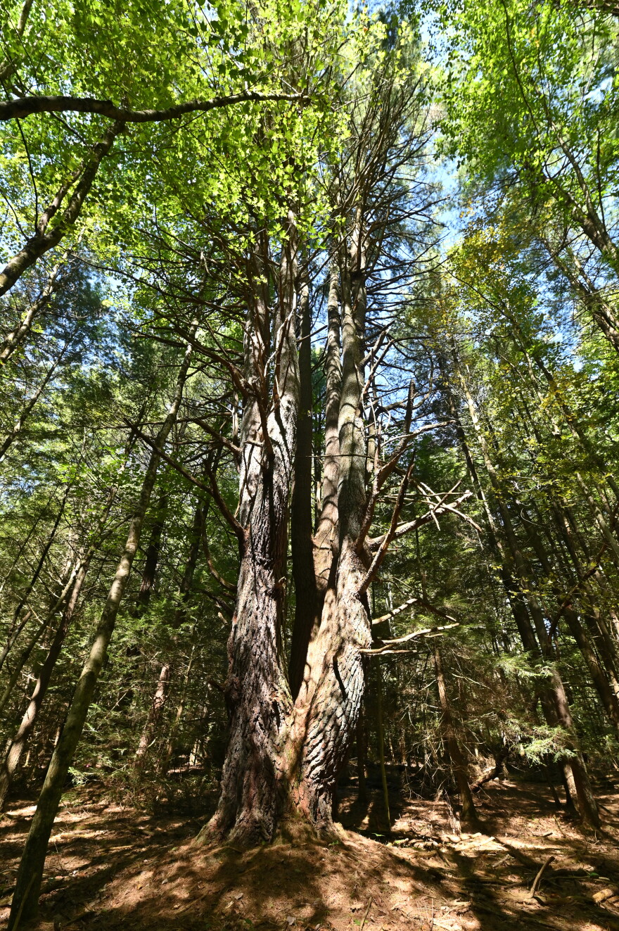 One of the oldest trees on the Spirit of Tuscarora trail is an Eastern White Pine.