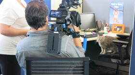 cat in cubicle