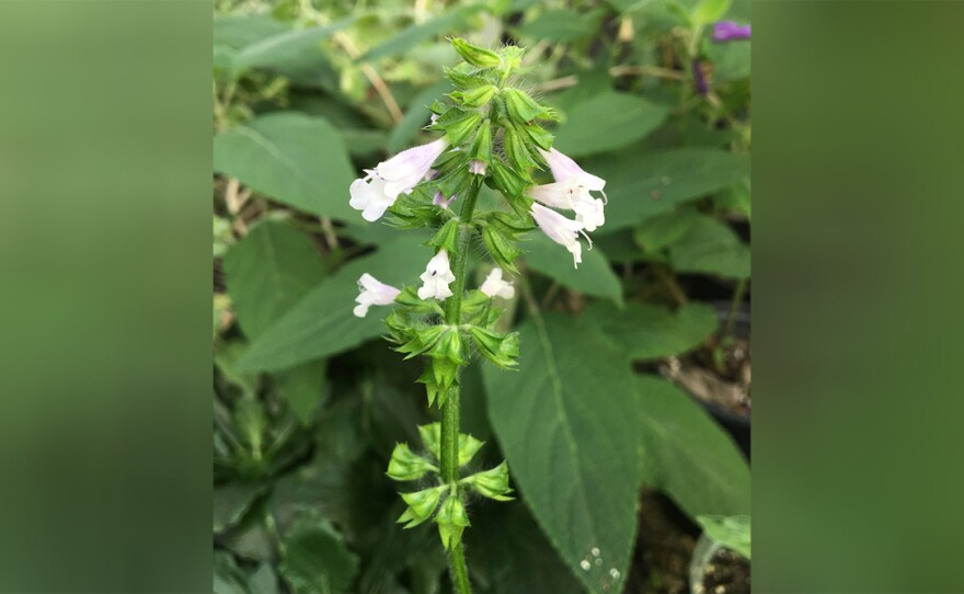 Lyre Leaf Sage