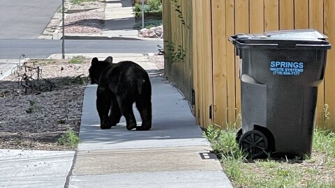 A small black bear on a sidewalk near a trash can.