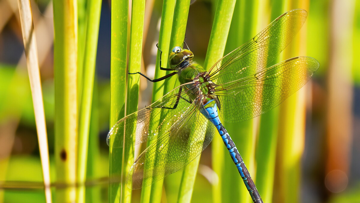 Common Green Darner - Vimarsana News