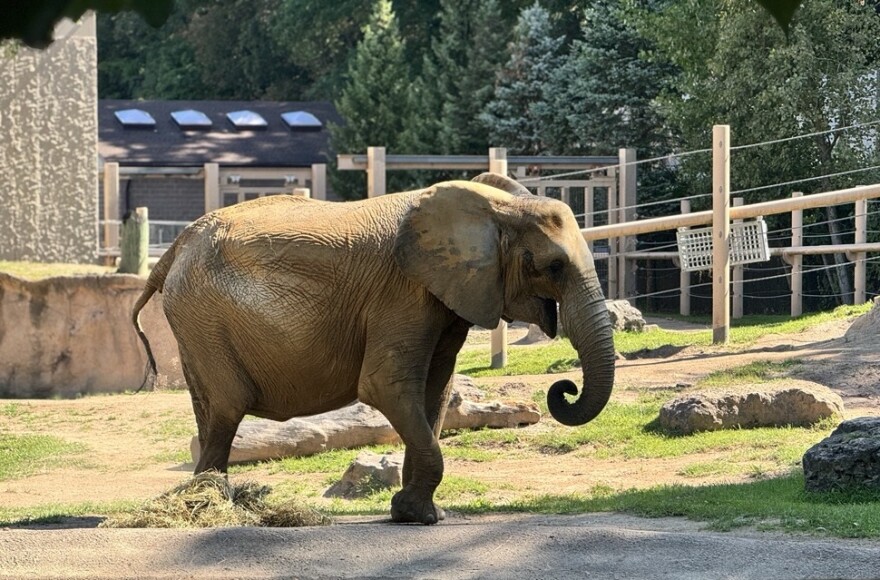 As the Maryland Zoo transitions to becoming an all-male elephant habitat, staff sought Seneca Park Zoo to host the 43-year-old Felix.