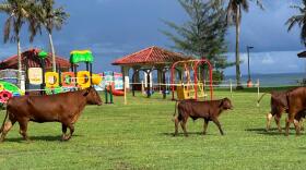 Cattle roam at Nimitz Beach Park a few hours before the ribbon-cutting ceremony for a new playground in Hagat on Aug. 17, 2025.