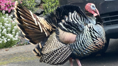 Turkey crosses the road.