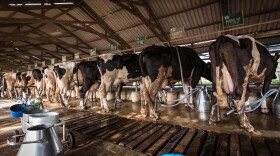 Cows in a dairy farm