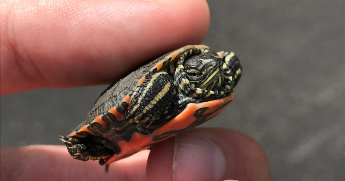 Icey Turtle Painted turtle hatchlings trundle from nest to water after icy winter ...