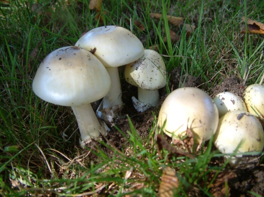 Death cap mushroom (Amanita phalloides) in grass. (Courtesy of Paul Kroeger/Beaty Biodiversity Museum)
