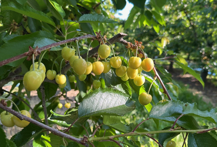 Ripening cherries will become dark and sweet near Yakima, Washington on May 22, 2026. 