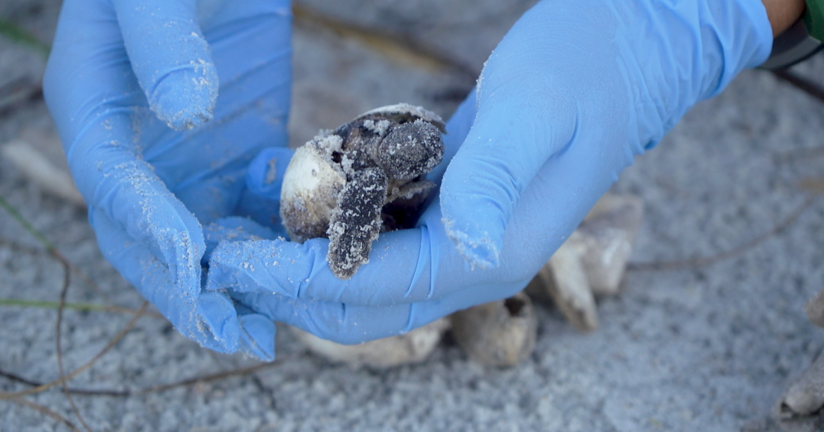 Disoriented Turtles Sea turtle hatchlings were disoriented by artificial light during ...