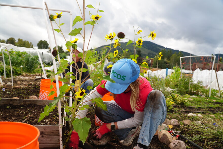 Ali Widdison gets her hands dirty volunteering for Summit Community Gardens & EATS. 