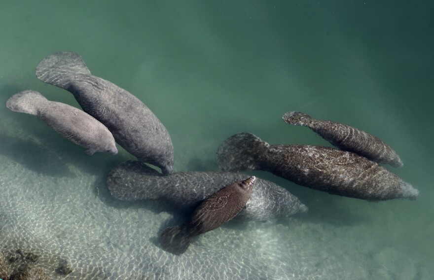 FILE - A group of manatees are pictured in a canal where discharge from a nearby Florida Power & Light plant warms the water in Fort Lauderdale, Fla., Dec. 28, 2010. The unprecedented effort to feed starving Florida manatees thousands of pounds of lettuce officially ended for the year Wednesday, March 29, 2023, as reported deaths of the marine mammals appeared to be slowing, despite the long-term threat of water pollution that chokes off their main seagrass food source. (AP Photo/Lynne Sladky, File)