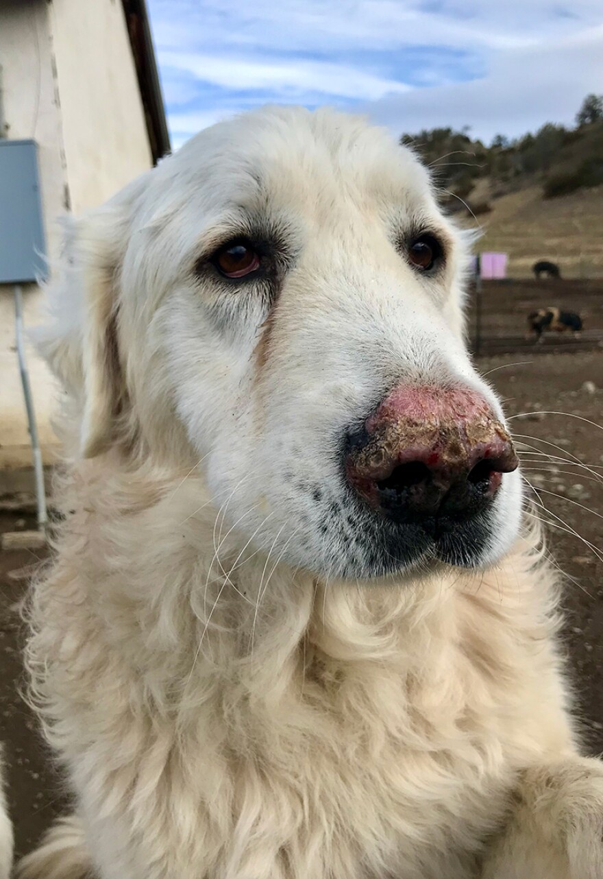 Teddy is one of Black Dog Farm’s top livestock guardians