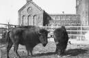 Two bison in a
paddock behind the Smithsonian Institution Building, or Castle, in a photo taken between 1886 and 1889. They were acquired by the United States National Museum's Department of Living Animals, which eventually became the National Zoological Park.
(Courtesy of Smithsonian Institution Archives)