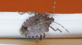 Stink bugs will soon be making their way into your home.