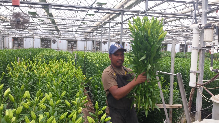 A worker harvests lillies at the Little Miami Flower Company