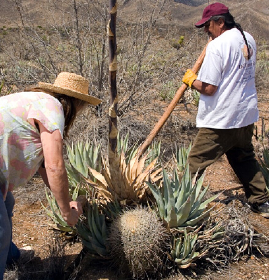 Harvesting an agave plant