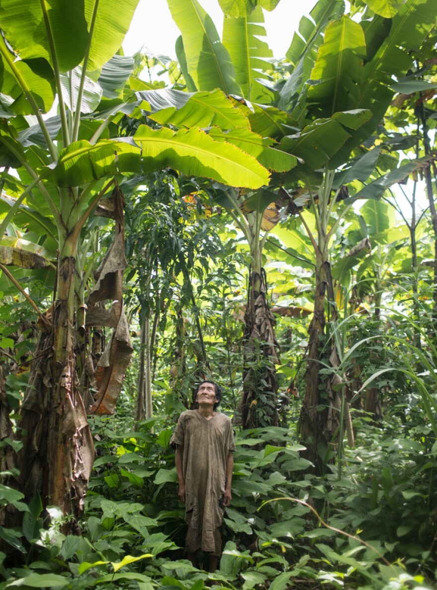 Jose, a member of the Tsimane group who's 75 years old, stands in the plantain field he planted in Bolivia's Amazon rain forest.