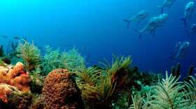 Report finds Florida Key National Marine Sanctuary helps pump $4.4 billion into Florida's economy.FLORIDA KEYS NATIONAL MARINE SANCTUARY
