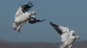 Snow geese coming in for a landing. File photo.