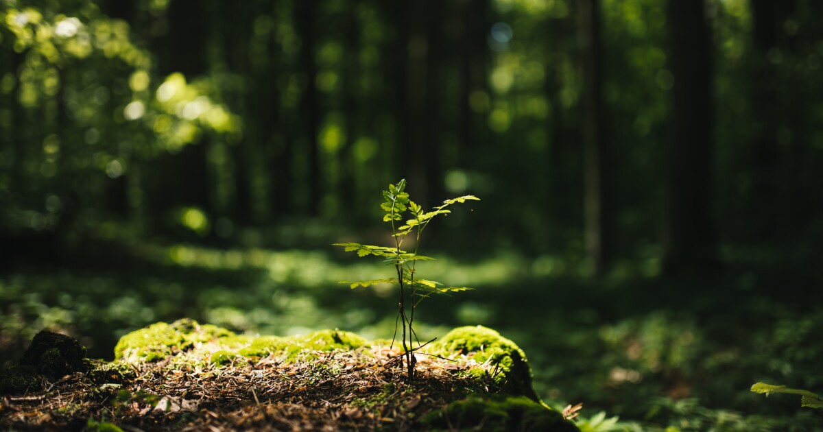 Three South Carolina cities selected to participate in statewide forestry initiative