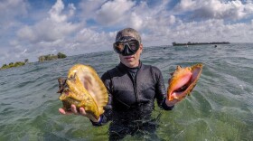 A man in a wetsuit in the water holds up two large shells.