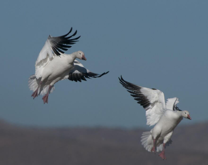 Snow geese coming in for a landing. File photo.