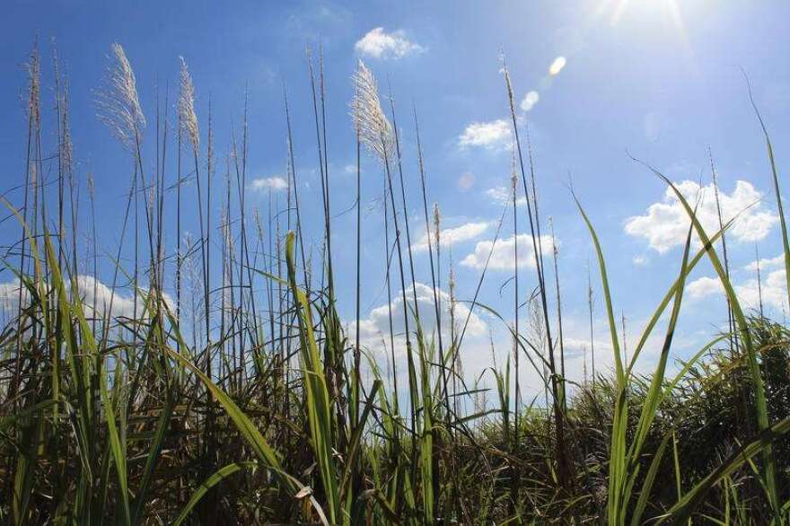 Sugar cane is the dominant crop of Florida's agricultural heartland south of Lake Okeechobee. Photo by Amy Green