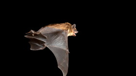 A big brown bat (Eptesicus fuscus) flies at night.