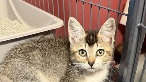 A cat cared for by Wednesday’s Community Cats and Kittens in Seminole County, where a ban on declawing is being considered.