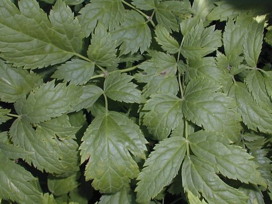 Black cohosh.