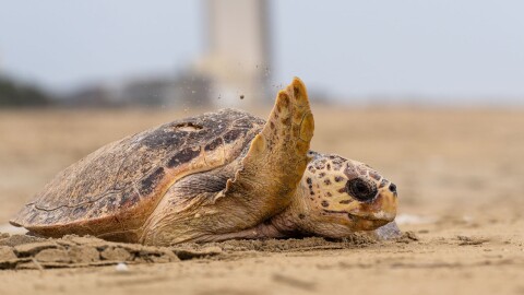 A photo of a loggerhead turtle named “Dave Matthews” being released back into the ocean in 2023 after a long rehabilitation.