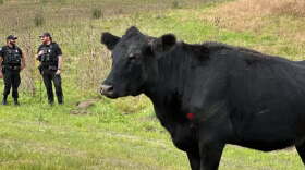 A black cow standing in grass in front of two police officers