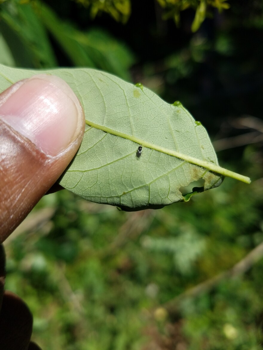 Jared Dyer holding a leaf with a very tiny Trissolcus japonicus, also known as a samurai wasp