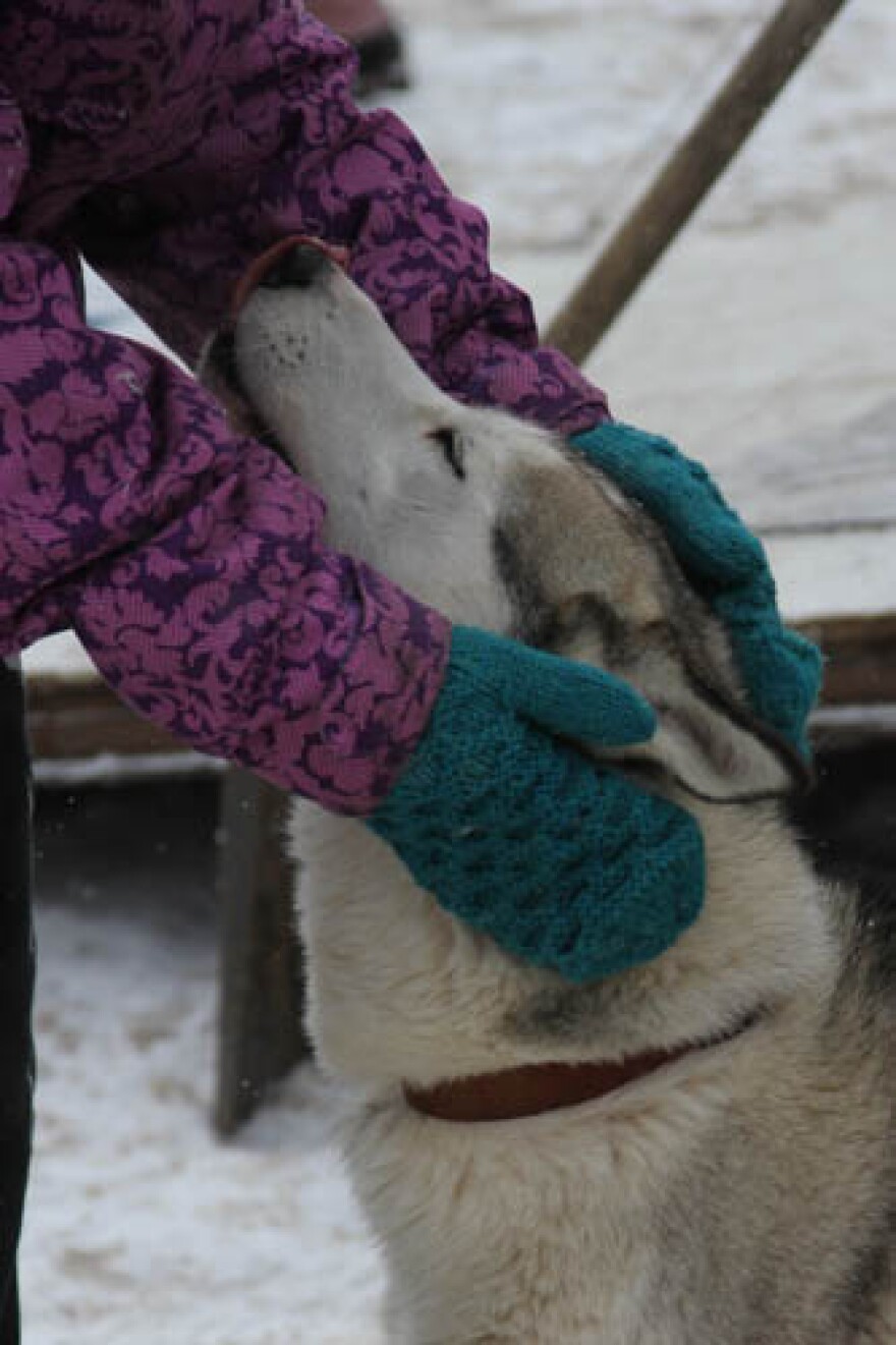 Beargrease Sled Dog