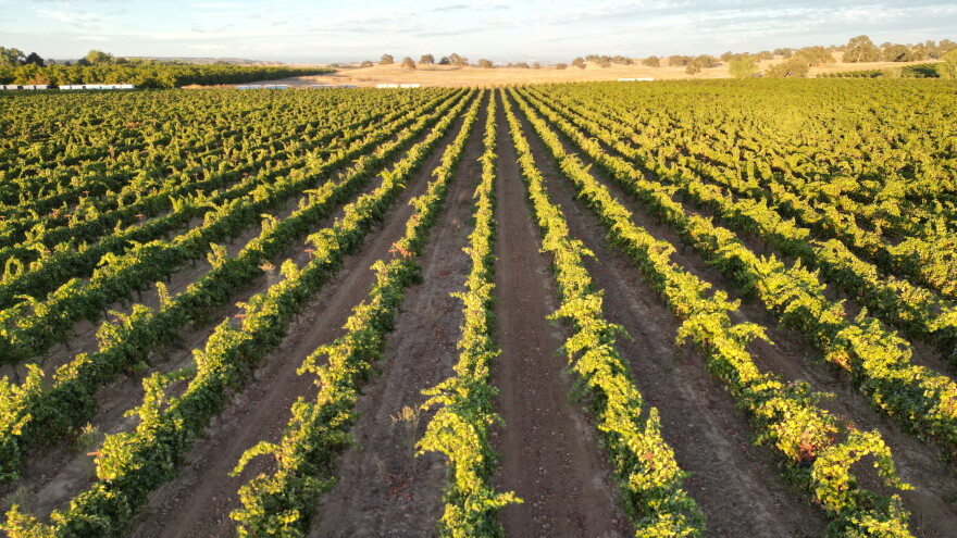 Unsold wine grapes line a vineyard at Berryhill Family Vineyards in Clements, Calif., Sept. 10, 2026.