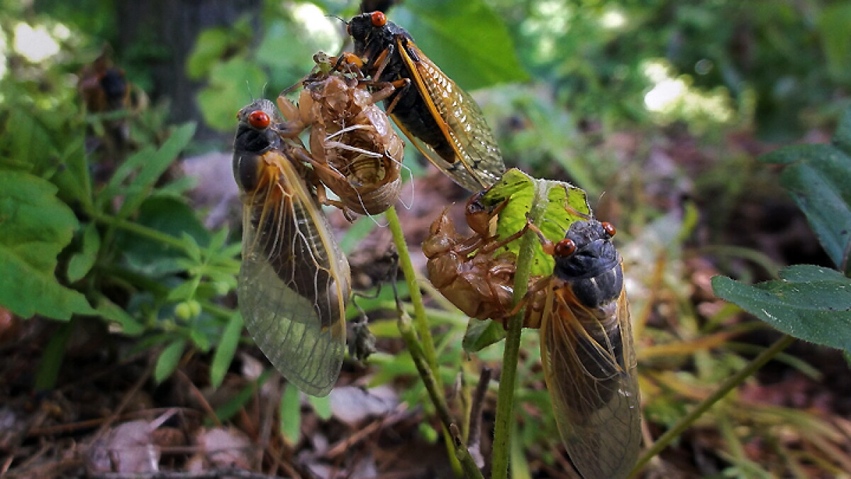 Mark Berman a.k.a. the BUGMAN returns - Vimarsana News