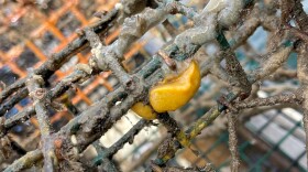 The Doris pseudoargus, a yellow European nudibranch that feeds entirely on sponges was found on a lost lobster trap recovery trip in Long Island sound off the coast of Groton, Connecticut.