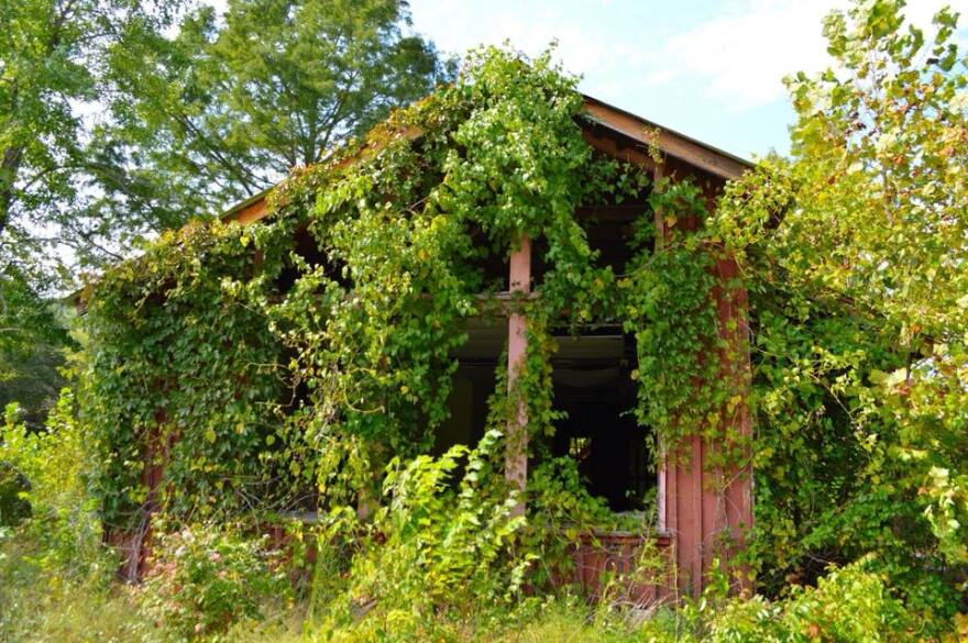 A building on the abandoned Dogpatch USA amusement park covered in ivy photographed in 2018.