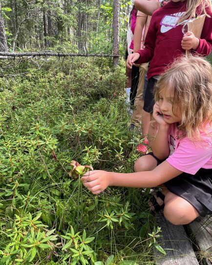 A camper examines the flower on a pitcher plant at the Bell Museum summer camp at NCROC in Grand Rapids on July 8, 2025.