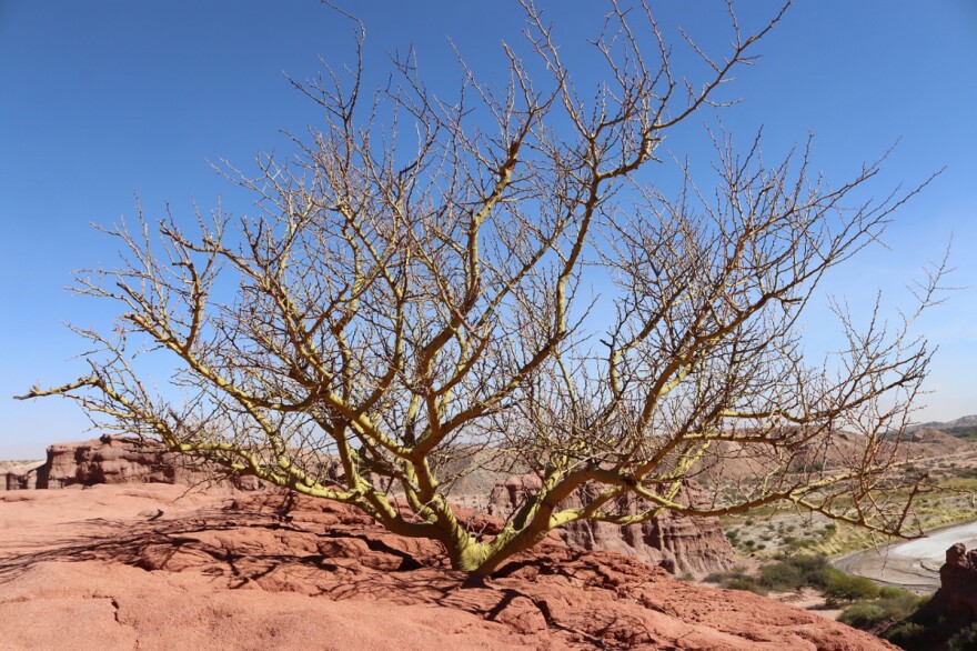 The palo verde is an odd-looking tree that dots the Sonoran Desert landscape of the southwestern United States and northern Mexico.